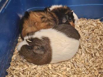Rescue Guinea Pig Guinea Pigs for Adoption in Yucca Valley, California - Cookie & Cupcake | PetCurious